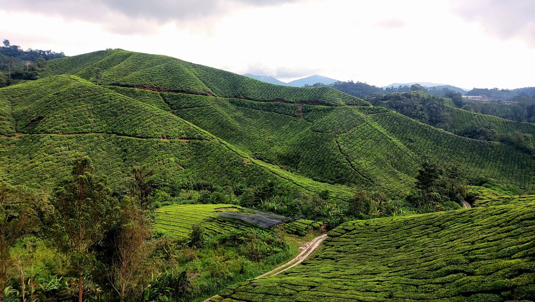 Boh Tea plantage, Cameron Highlands - Maleisië