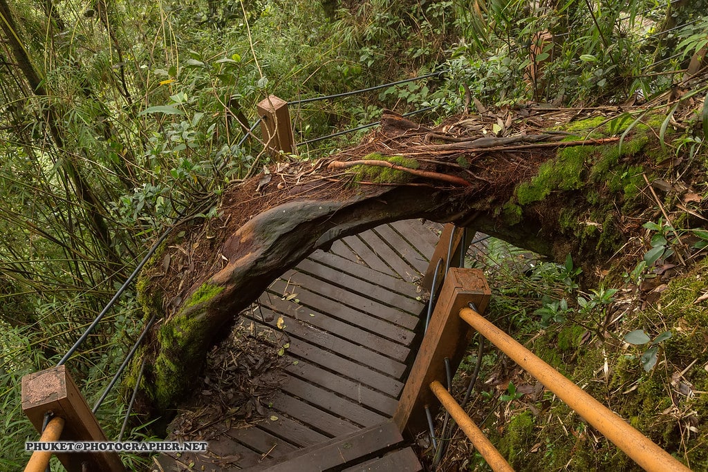 Mossy Forest, Cameron Highlands, Maleisie