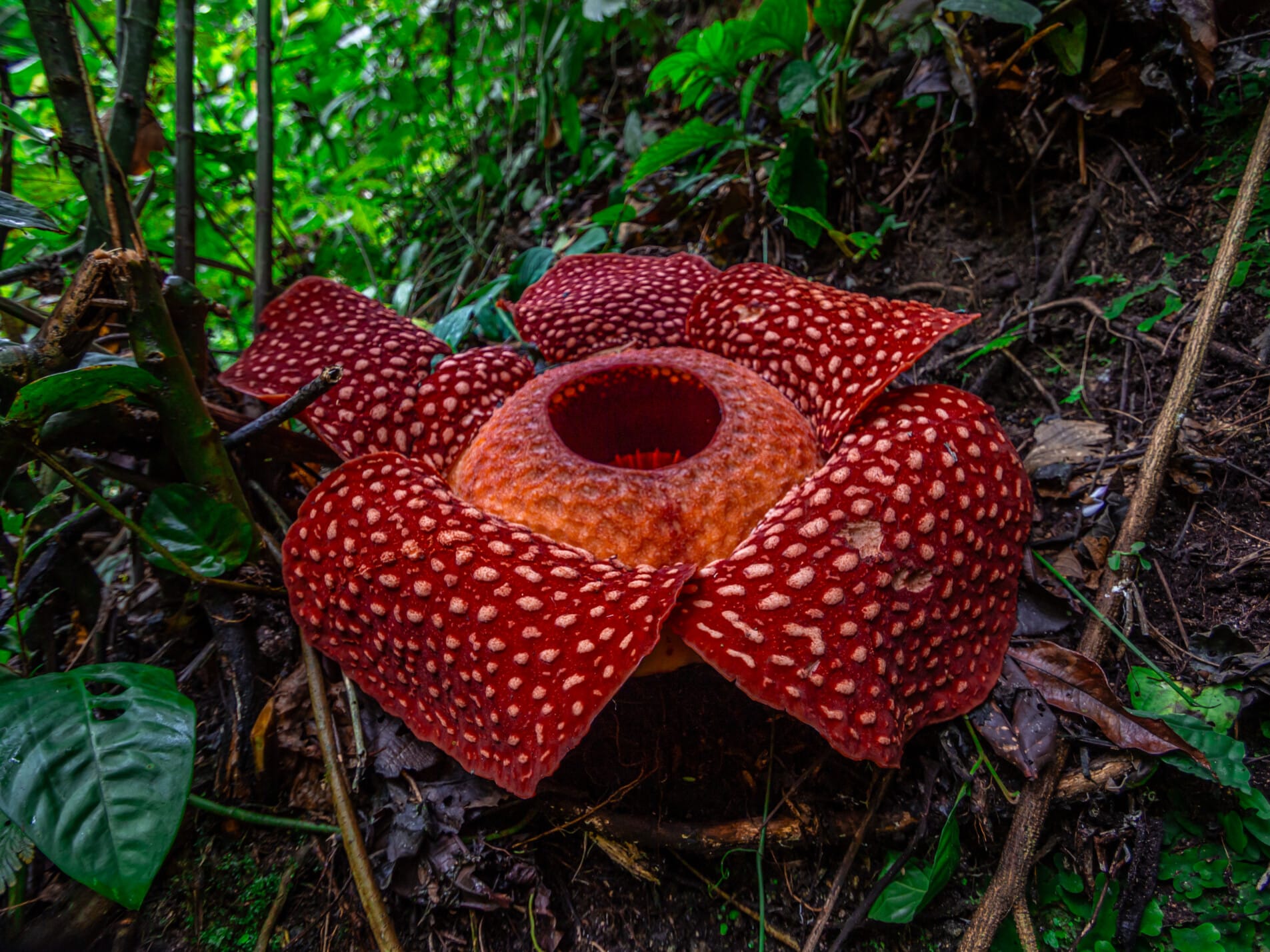 Bunga Raflesia Arnoldi Raflesia Bloem