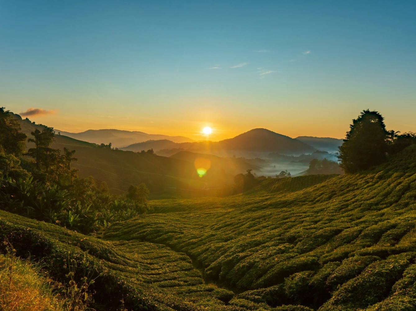 Cameron Highlands, Familiereis West-Maleisië, Maleisië