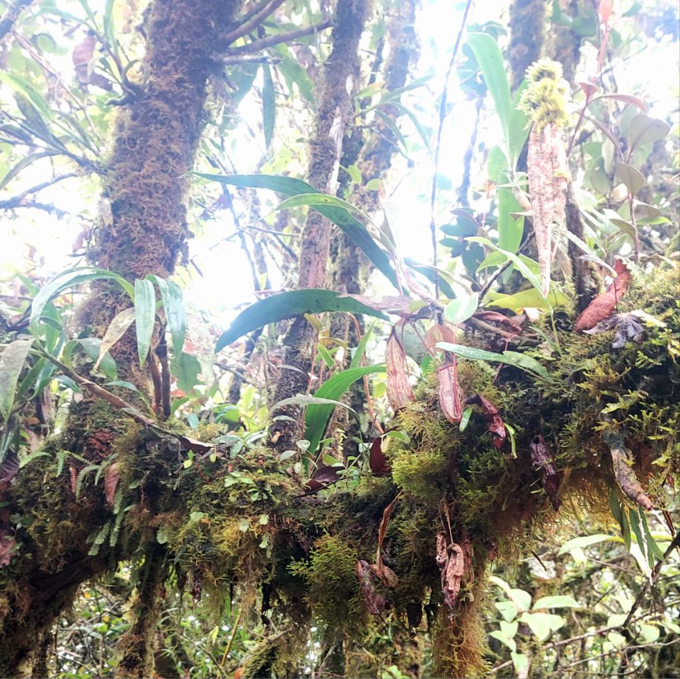 e7162175-37f2-4ea3-916b-66d816d1c989_a407b9a2-156f-4a2b-ba8a-e7dd3e64ebda Mossy Forest, Cameron Highlands
