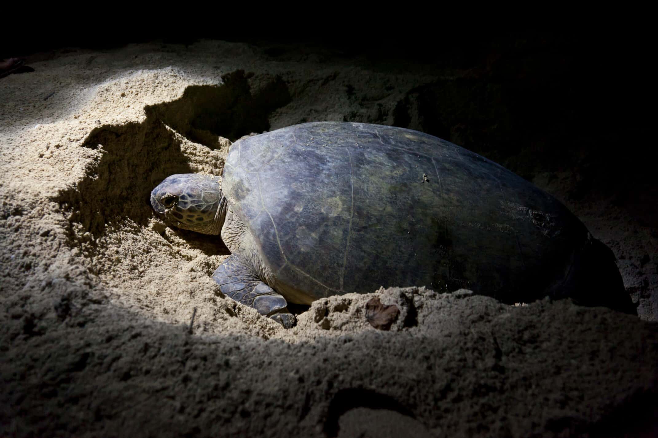 Groene schildpad, green turtle, turle island, Schildpadden eiland Maleisië. Maleisië. Borneo Selingan Eiland, Selingan Island