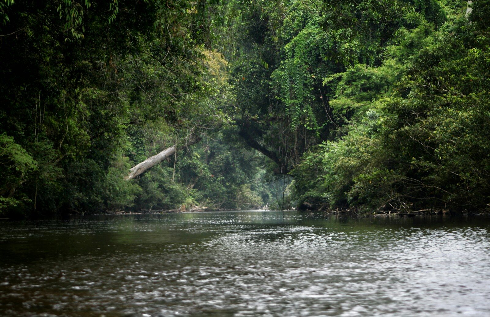 Jungle Maleisië