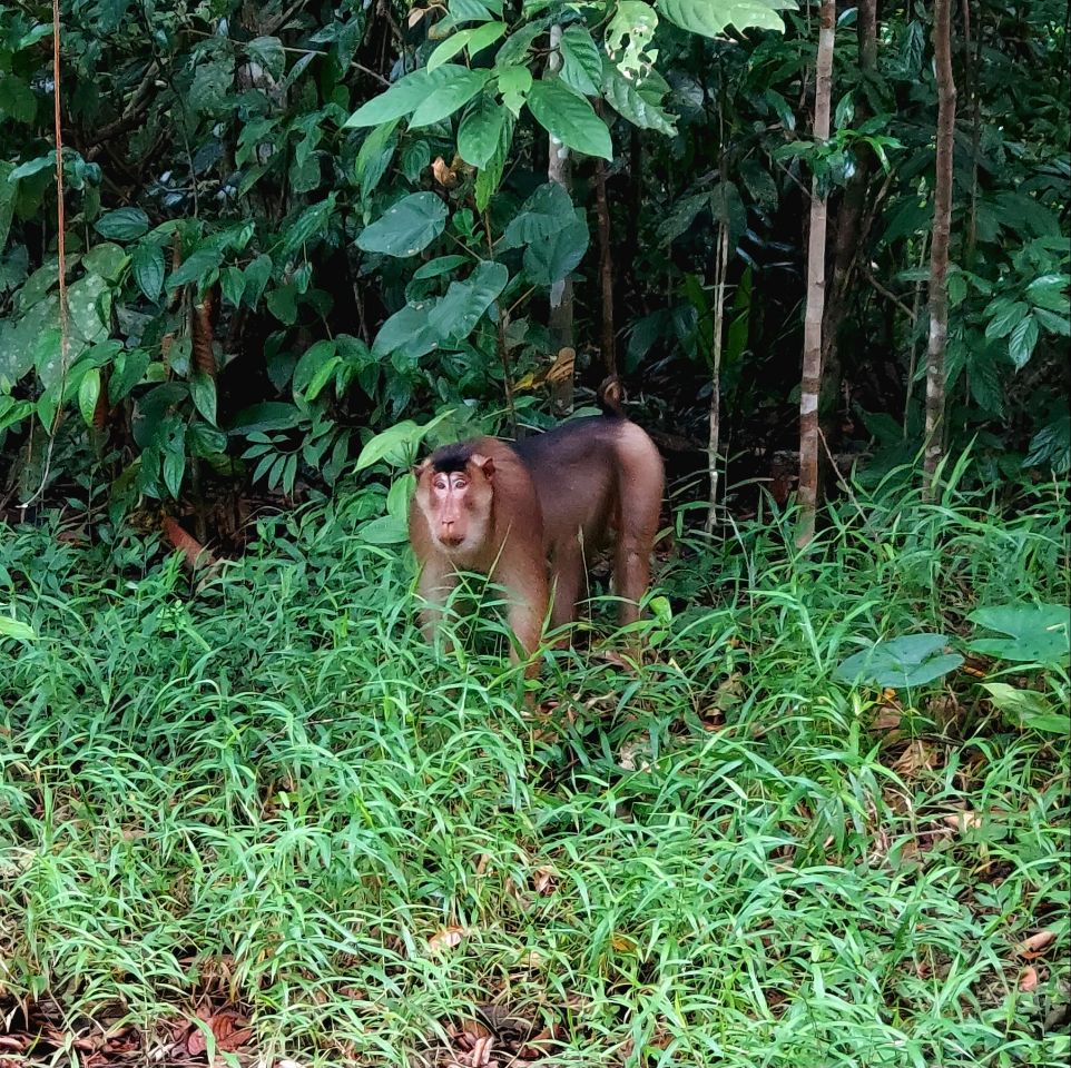 Neushoornvogels, Sepilok