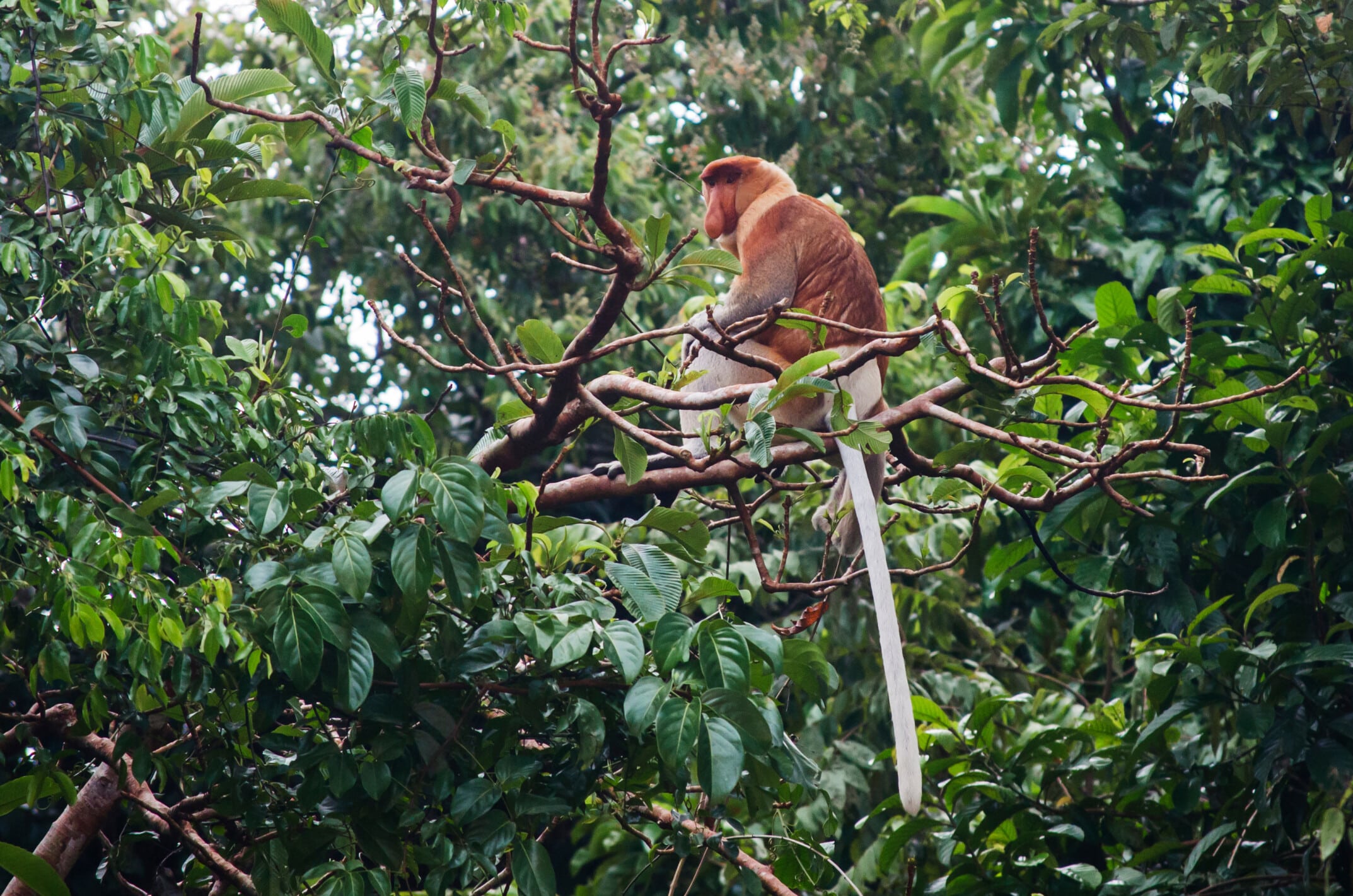 orang-utan, orang, utan, monkey, orangutan, ape, primate, cute, borneo, sumatra, nature, sabah, sarawak, kinabatangan, river, landscape, rainforest, swing, playful, action, movement, orangutan, sumatra, sabah, sabah, sarawak, sarawak, sarawak, sarawak, sarawak