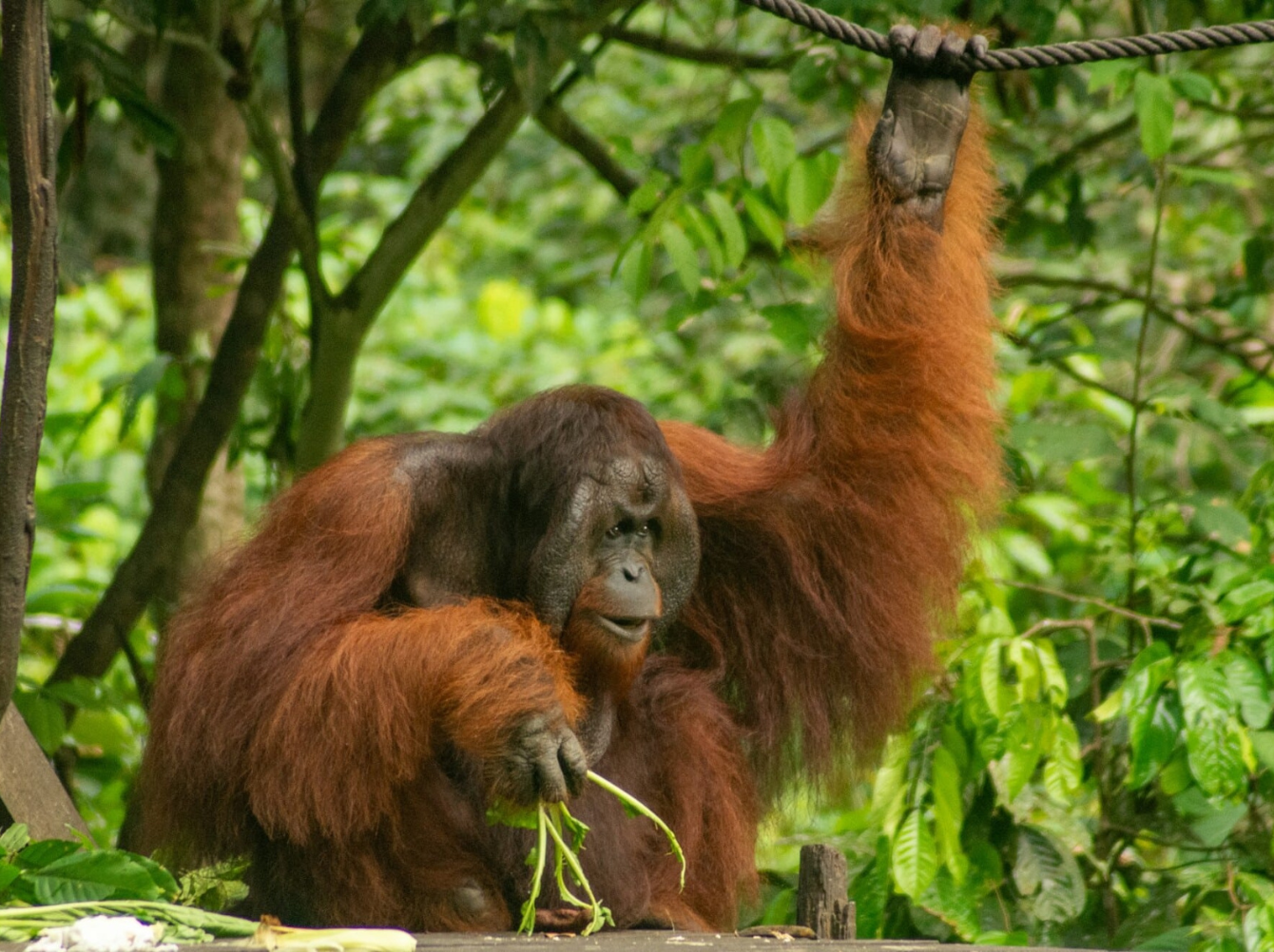 rondreis Sabah en West-Maleisië: Natuur, Wildlife en Cultuur
