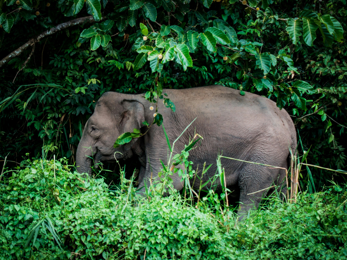 onontdekt Borneo